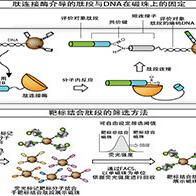 iCONM开发出无需细胞的药物靶点筛选技术，定量性、灵活性与开发速度均大幅提升
