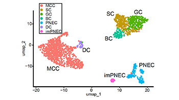 京都大学CiRA成功分化出多纤毛细胞分化的关键细胞“deuterosomal细胞”，采用人iPS细胞诱导