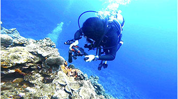 琉球大学等开发出珊瑚礁生态系统评价新方法，确认多种小型底栖生物栖息