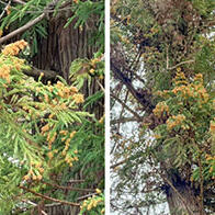 名古屋大学等：“PM2.5”中的锡或为导致花粉症加重的因素