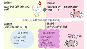 冈山大学等阐明肉类熟成过程中“鲜味形成的部分机制”