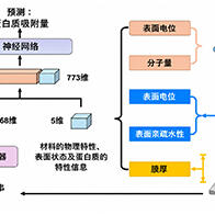 理研开发出预测聚合物表面蛋白质吸附量的新型AI，加速药物和生物材料的开发
