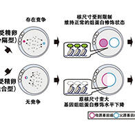 理研：生命的起源始于父母基因组的“分居”，父母基因组之间的竞争有助于受精卵的发育