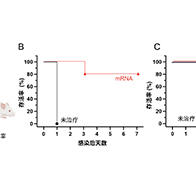 京都府立医科大学与东京科学大学：mRNA在体内生成“小型抗体”，保护机体免受细菌毒素侵害
