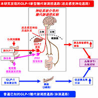 京都府立大学明确稀有糖D-阿洛酮糖提高胰岛素敏感性改善高血糖的机制，有望开拓血糖新疗法