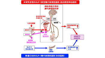 京都府立大学明确稀有糖D-阿洛酮糖提高胰岛素敏感性改善高血糖的机制，有望开拓血糖新疗法