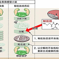 岩手大学发现：须鲸肉成分“鲸肌肽”可抑制神经变性，或成为预防帕金森病的新策略