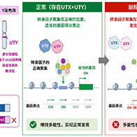 横滨市立大学：Y染色体不会消失？发现支撑人类繁衍的新功能