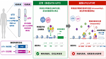横滨市立大学：Y染色体不会消失？发现支撑人类繁衍的新功能
