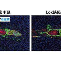 筑波大学学者发现促进胚胎着床后发育与胎盘形成的关键酶，为不孕症机制研究与治疗思路提供新线索