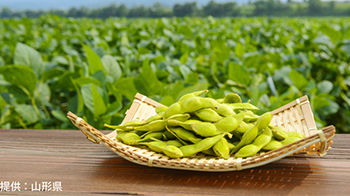 山形大学：“老爹豆”的美味，得益于促进开花与果实成熟的基因