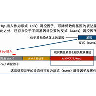 大阪大学等明确决定遗传病严重程度的遗传因子