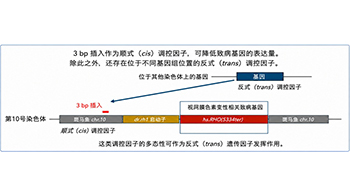 大阪大学等明确决定遗传病严重程度的遗传因子