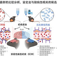 琉球大学等：全球首次阐明肠道菌群参与缓解小鼠的脑型疟疾病症