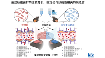 琉球大学等：全球首次阐明肠道菌群参与缓解小鼠的脑型疟疾病症