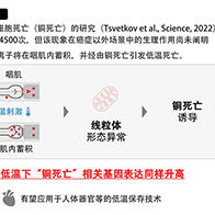 甲南大学发现铜离子蓄积引发细胞低温死亡，有望用于器官低温保存技术