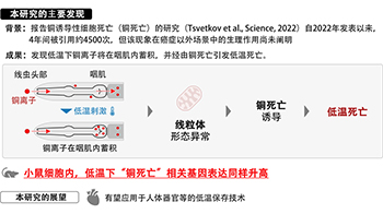 甲南大学发现铜离子蓄积引发细胞低温死亡，有望用于器官低温保存技术