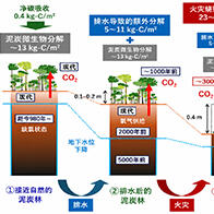 日本原子能机构与京都大学等发现印度尼西亚热带的泥炭地碳库面临崩溃危机