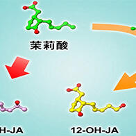 日本东北大学、北海道大学发现茉莉酸新型失活途径，更新终止防御应答代谢机制的长期定论
