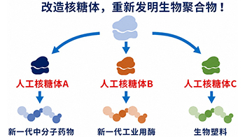【JST事业成果】在试管内成功合成核糖体，有望用于开发有用物质