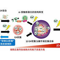 【JST事业成果】明确引发帕金森病的α-突触核蛋白的聚集机制