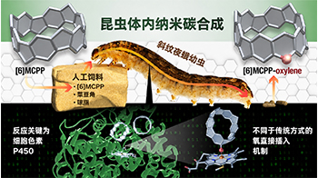 【JST事业成果】昆虫“吃”出来的纳米碳：纳米碳合成的新方法