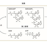 东京大学发现可诱导细胞死亡的新型信使物质