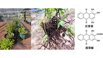 近畿大学等发现植物染料“日本茜”的红色成分可抑制老化与炎症，有望成为新型功能性材料