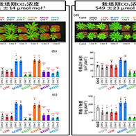 东京大学通过叶绿体基因组编辑技术强化碳固定酶，成功提高光合作用能力与生产力