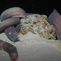 冲绳美丽海水族馆利用鲨鱼人工羊水驱除紫粘盲鳗寄生虫