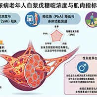 东京都健康长寿医疗中心发现应激指标“戊糖啶”浓度与老年人低肌肉量相关，即使非糖尿病人群也可作为指标