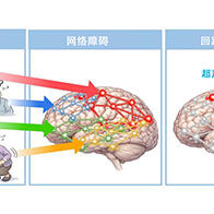QST阐明tau蛋白病变通过脑回路引发认知症状，有望实现痴呆症预测与靶向回路治疗