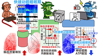 日本东北大学发现“做梦大脑的能量悖论”——脑内代谢能量供给增加，神经元ATP减少