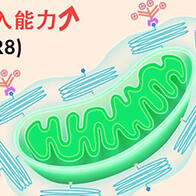 北海道大学开发人工设计线粒体“e-MITO”，成功提高细胞导入效率并实现功能调控