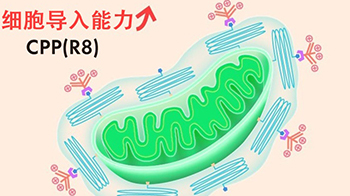 北海道大学开发人工设计线粒体“e-MITO”，成功提高细胞导入效率并实现功能调控