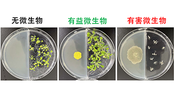 广岛大学揭示微生物释放的“气味”可促进植物生长，有望进入农业应用