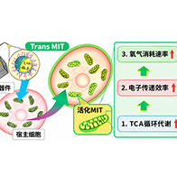 北海道大学等开展国际合作研究，利用纳米胶囊向细胞内导入成分，实现线粒体功能的外部调控