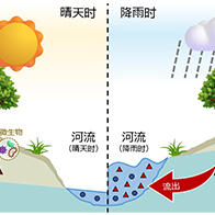 名古屋大学破解降雨导致河水硝酸增加之谜，查明源自上游森林亚表层流出