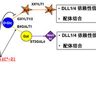 静冈县立大学等发现新型糖链修饰：一处氨基酸差异可大幅改变糖链结构并抑制Notch1信号