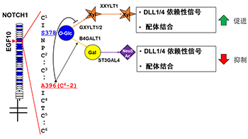 静冈县立大学等发现新型糖链修饰：一处氨基酸差异可大幅改变糖链结构并抑制Notch1信号