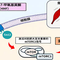 大阪公立大学发现诱导肌肥大的新分子通路，黑姜成分可激活肌肥大信号