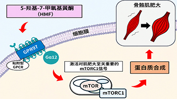 大阪公立大学发现诱导肌肥大的新分子通路，黑姜成分可激活肌肥大信号