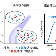 名古屋工业大学与大阪公立大学利用红外线实现活体线虫蛋白质结构分布可视化，有望用于阐明神经退行性疾病机制及药物研发
