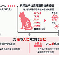 理研发现猫也可能存在与人类共通的遗传性肿瘤易感机制
