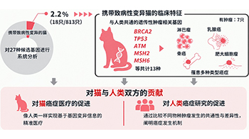 理研发现猫也可能存在与人类共通的遗传性肿瘤易感机制