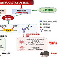 日本东北医科药科大学与烧津水产化学工业研究发现脑肠轴密切互动，海藻中的L-岩藻糖有望缓解慢性应激