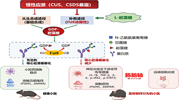 日本东北医科药科大学与烧津水产化学工业研究发现脑肠轴密切互动，海藻中的L-岩藻糖有望缓解慢性应激