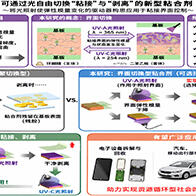 大阪大学开发出光照即可轻松剥离的粘合剂，仅对选定区域改变力学特性