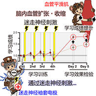 日本东北大学发现刺激迷走神经可提高学习表现，身体向大脑传递的信号或参与巩固记忆