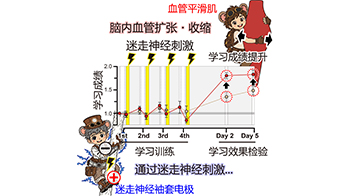 日本东北大学发现刺激迷走神经可提高学习表现，身体向大脑传递的信号或参与巩固记忆